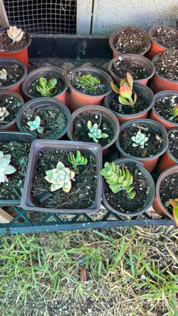 Succulents