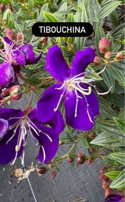 💜 Tibouchina (Princess Flower)
