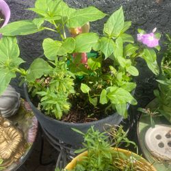 Beautiful Plants For Outside 
