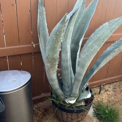Huge plant - century plant