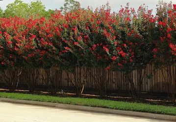 Dynamite red crape myrtle trees and other plants