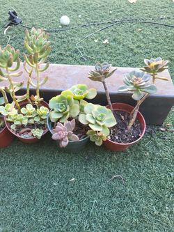 Succulents