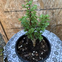 Indoor Plant