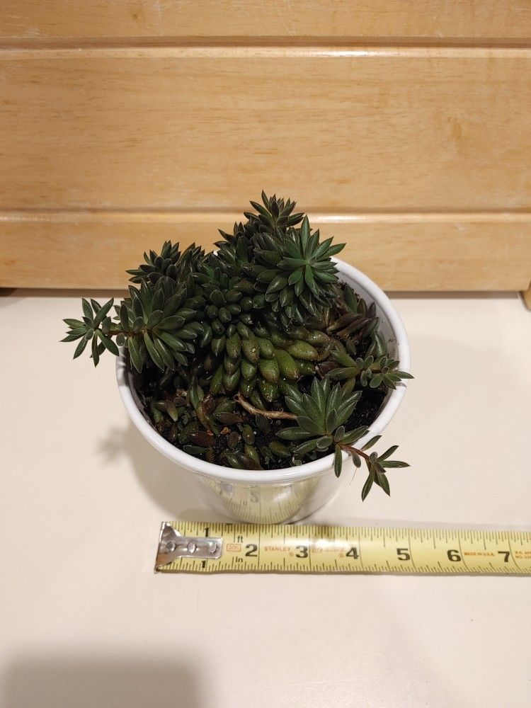 Sinocrassula Yunnanensis Succulent