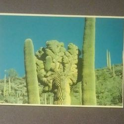 Saguaro Cactus Petley J. Henry Moore Photo Phoenix Arizona Dexter Press Postcard RPPC Post Card Vintage Collectible PC