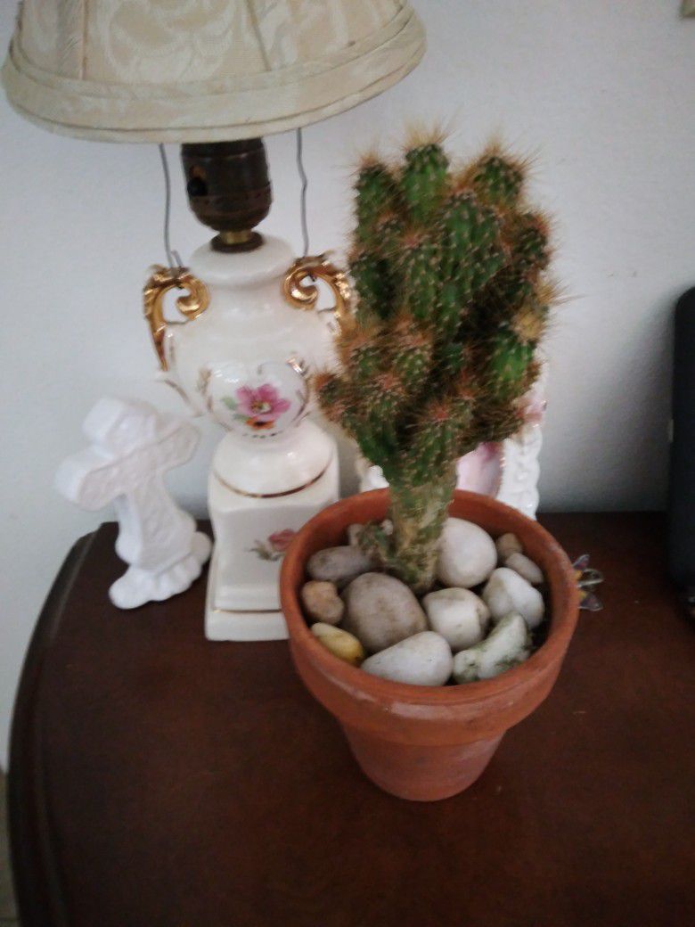 7" Crested Monstrose Peruvian Apple Cactus $35 -Shipped In Pot $7 Or Deltona, FL Pickup 