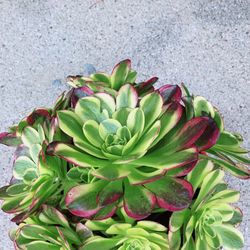 Canival Aeoniums Succulents