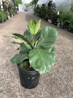Fiddleleaf Fig Tree 