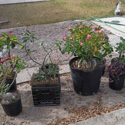 Rosas De Desierto Y Coronas De Cristo 