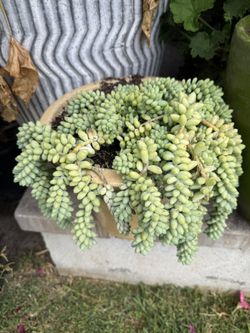 Sedum burrito In Pot