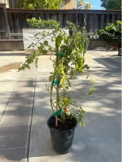 Roma cherry tomato big plants , already fruiting