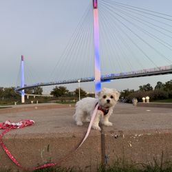 Busca Un Nuevo Hogar