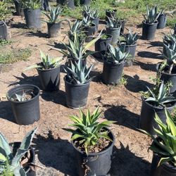 Agave