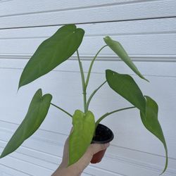 Beautiful Syngonium Chiapense Plant