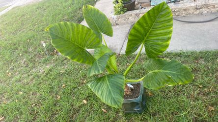 Elefante plant natural