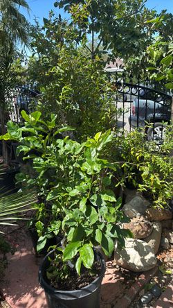 Fruits Trees !! Fruits Trees