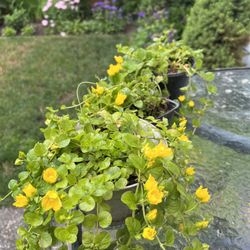 Creeping Jenny 
