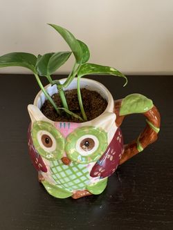 Pothos House Plants