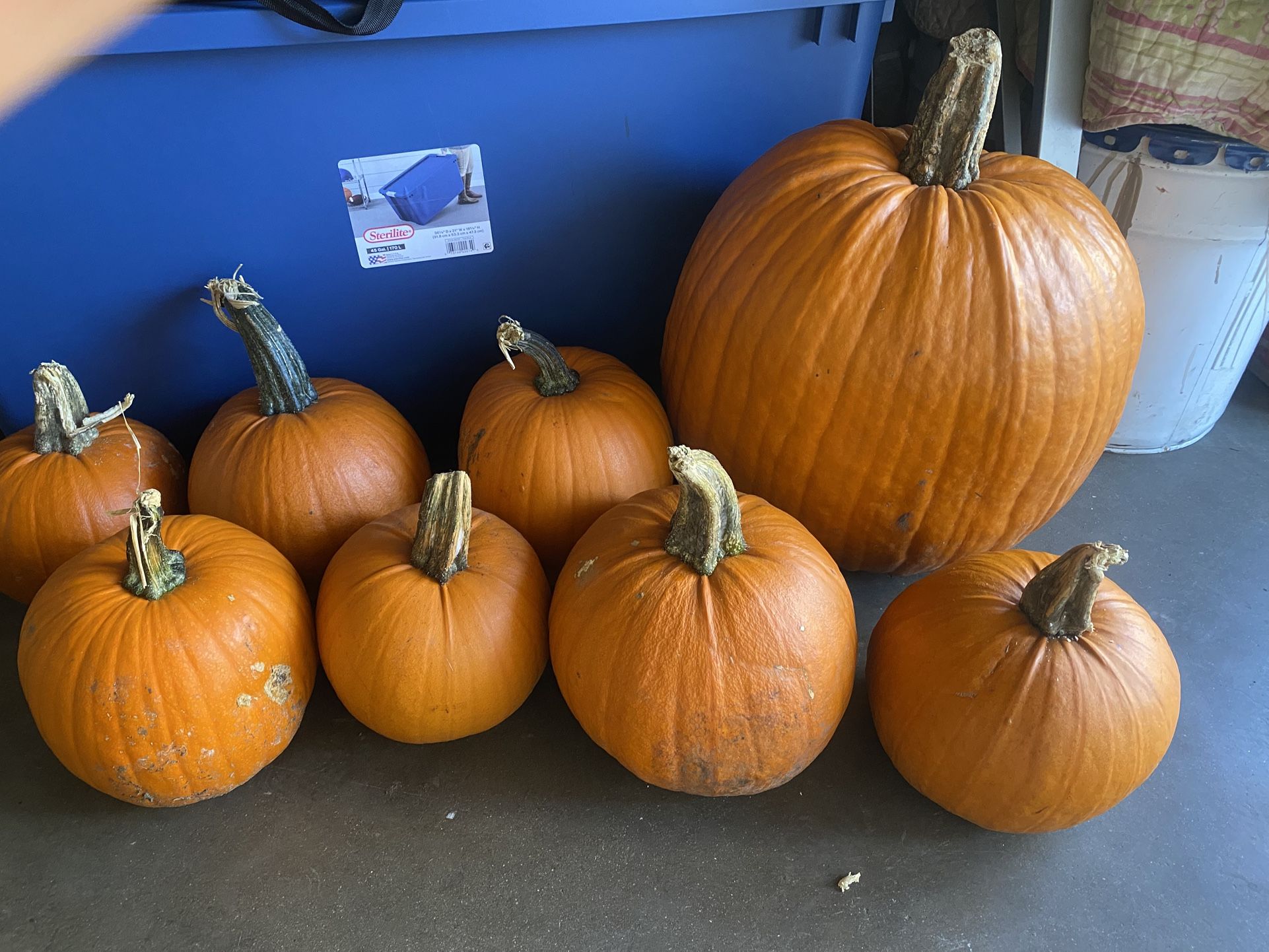 Pumpkins