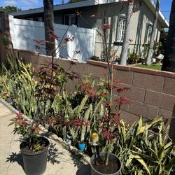 Japanese Maple Bloodgood Be Ready For Direct Sun 95$ Each