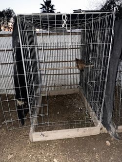 Rooster Cages