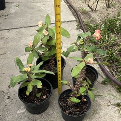blooming and  rooted yellow pink color crown of torn$20.00 each one /medium flowers /