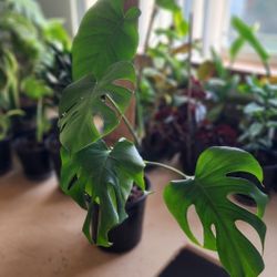 Plant - Monstera 
