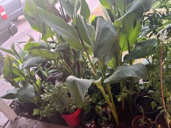 Amaryllis Canna Lilies Aloe Vera Elephant And many of plants