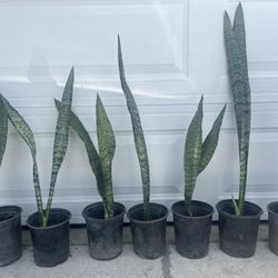 Snake plant indoor Or Outdoor