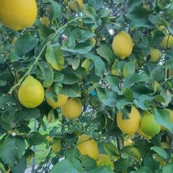 Organic Lemons 🍋  ( 3 Pcs for $1)