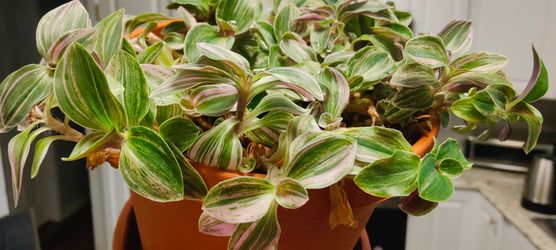 Tradescantia Fluminensis Feeling Flirty