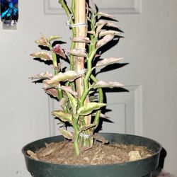 Variegated Devil's Backbone Plant 