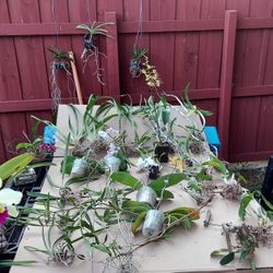 New Items This Memorial Weekend At Jason's Local Garden Located In New River Grove In Davie  $4each Or 3for $10,$6each Or 3for $15 And $10 And Up