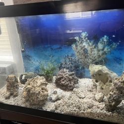 65 Gallon Fish Tank With Furniture And Live Sea Rocks