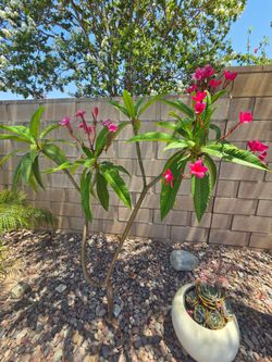 Pink Plumeria 5" tree