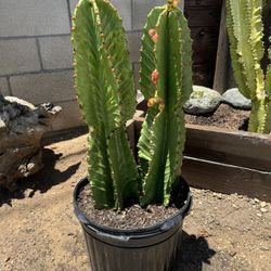 Cactus Plant (African Candelabras)