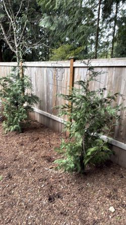 7' tall cypress trees