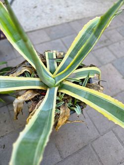 Agave