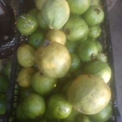GUAYABAS