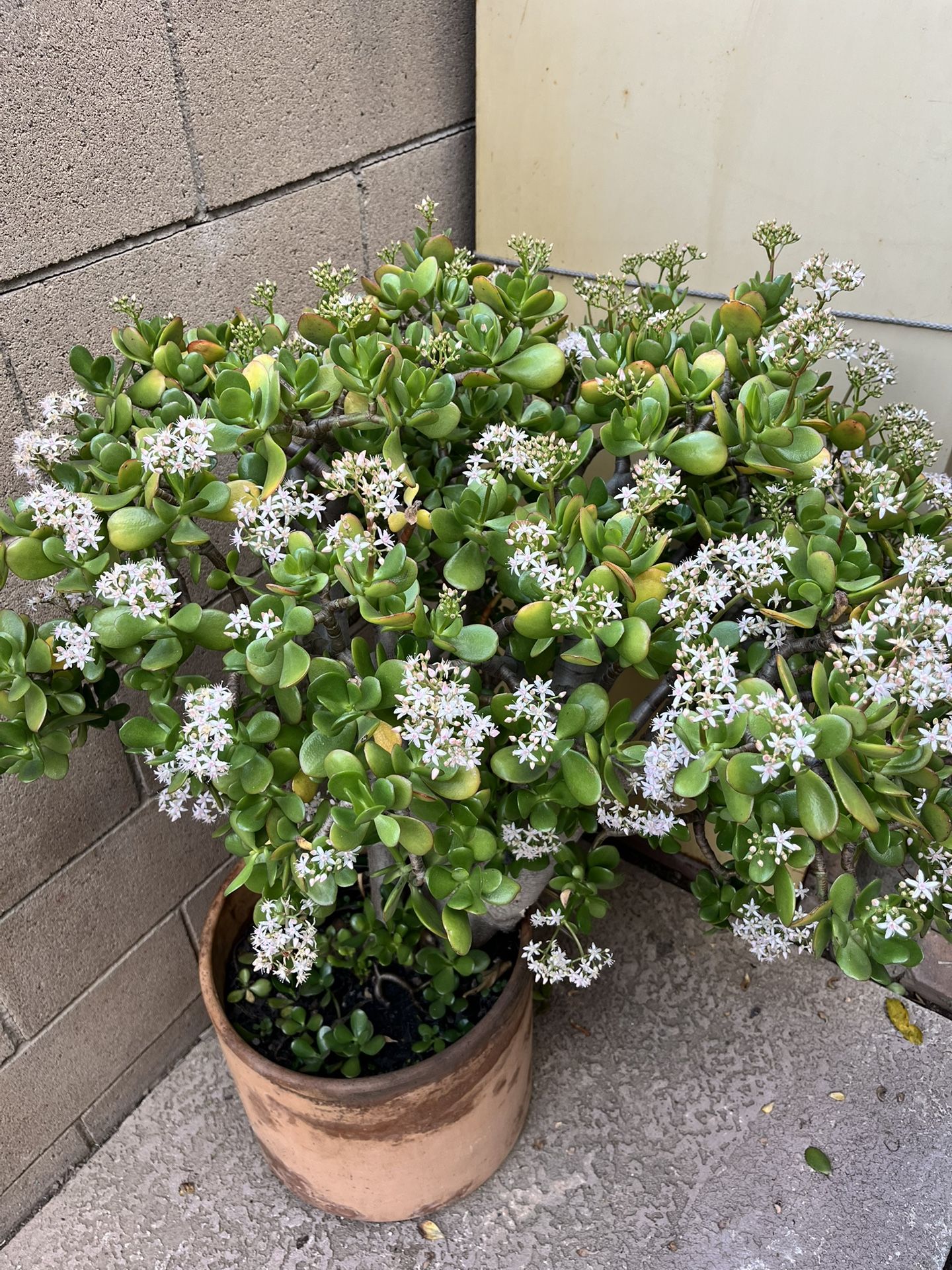 Jade Plant