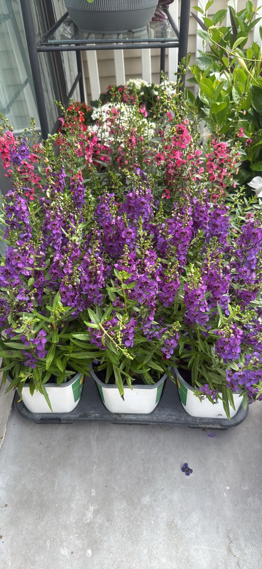 Flowers, Plants, and Hanging Baskets