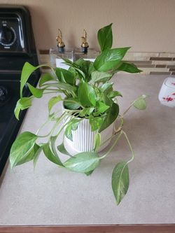 Golden Pothos