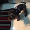 Alfonso