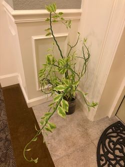 Large Variegated Pothos Live Plant
