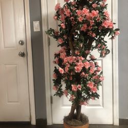 Azalea Tree