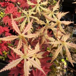 ‘Blonde Beauty’ Japanese Maple Trees —