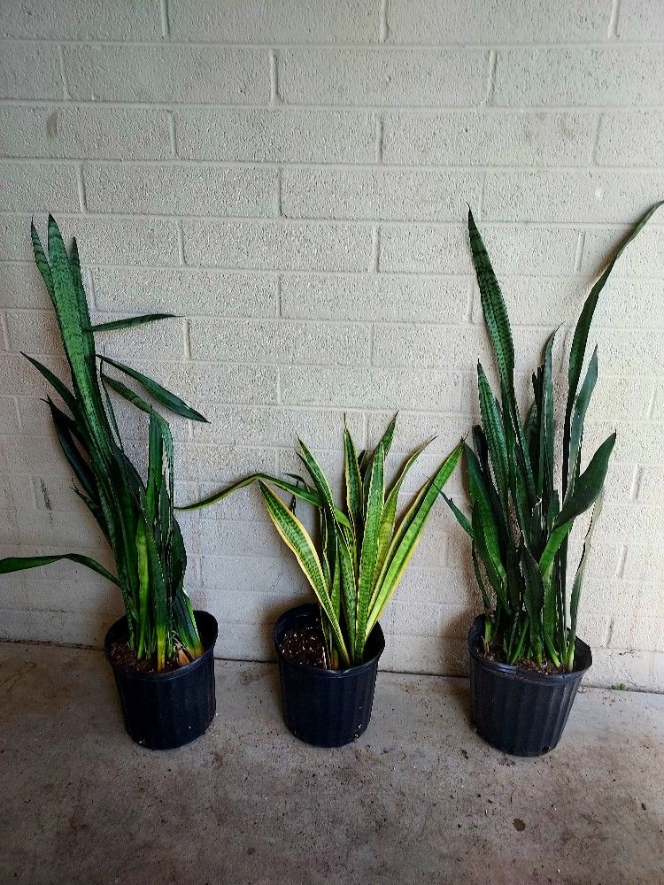 3 Live SNAKE PLANTS for Sale in Phoenix, AZ OfferUp