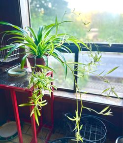 Variegated Hawaiian Spider Mature Plant （at least 45” wide)
