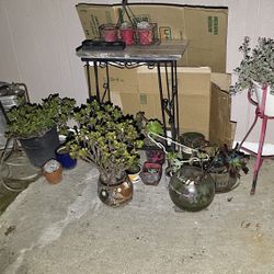 Plants - Pots - Tables - Plant Stand