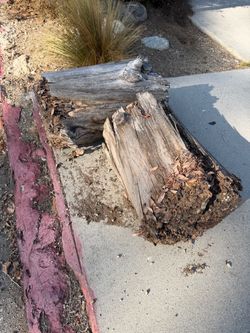 Wood stumps for firewood